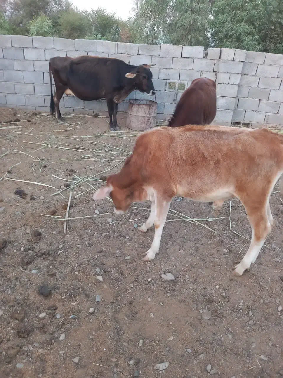 گاو ماده فروشی|حیوانات مزرعه|مهرگان, |دیوار