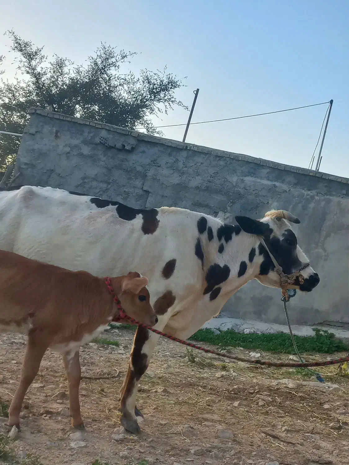 گاو‌|حیوانات مزرعه|ایذه, |دیوار