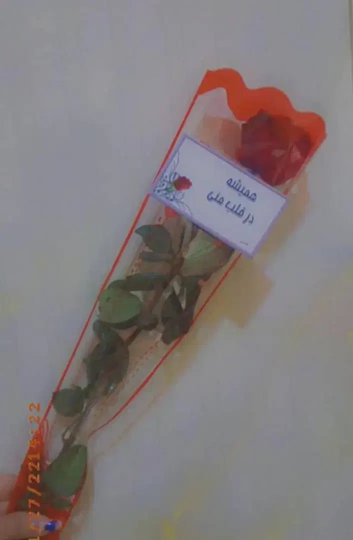 رز طبیعی تک شاخه مناسب مهرماه|گل و گیاه طبیعی|اهواز, کوی طلاب|دیوار