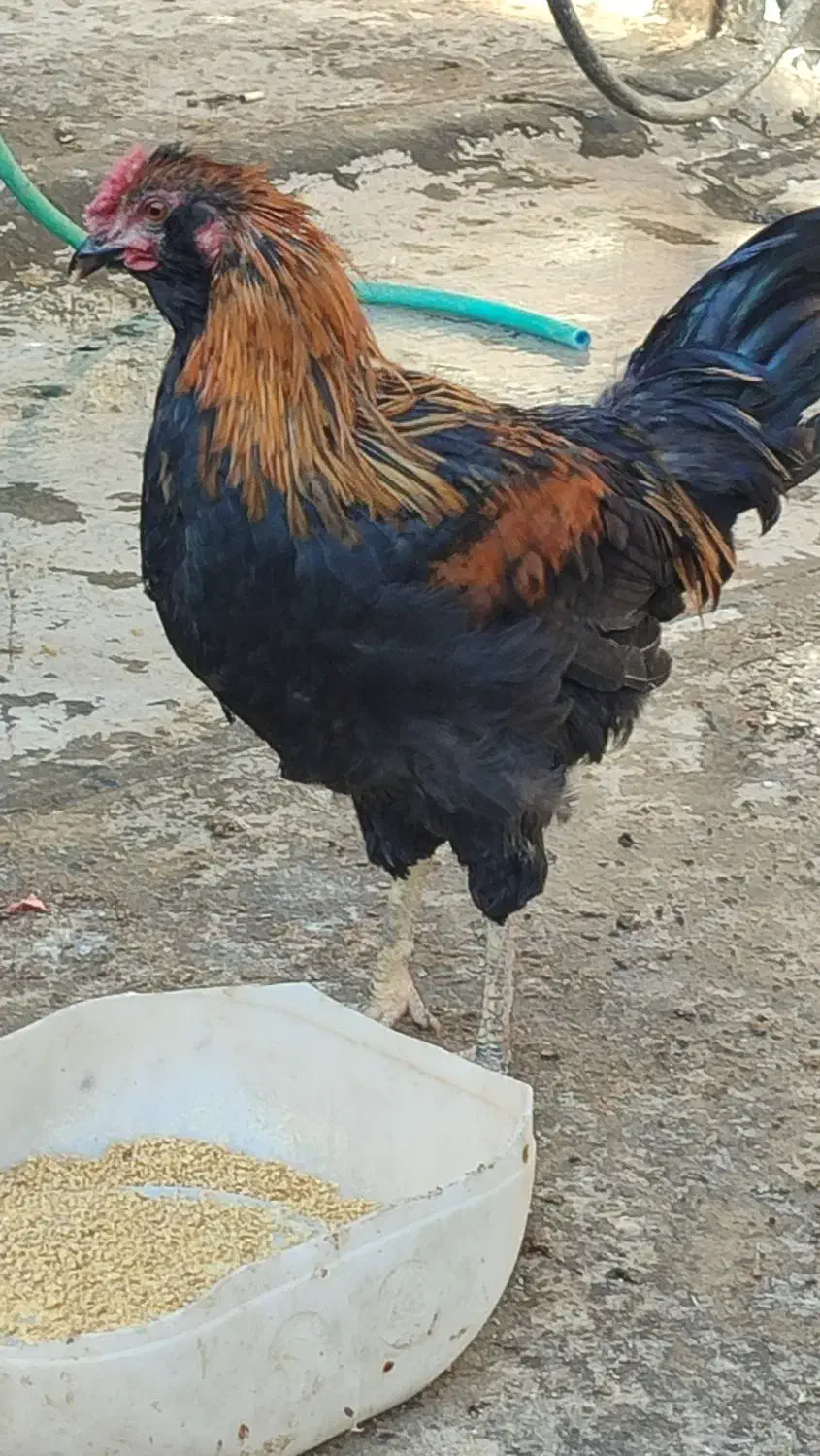 مرغ خروس گلین|حیوانات مزرعه|قم, الغدیر|دیوار