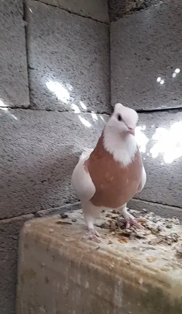 طوقی ماده|پرنده|اقلید, |دیوار