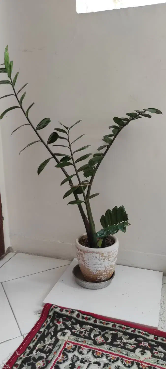 زاموفیلیا|گل و گیاه طبیعی|تهران, گمرک|دیوار