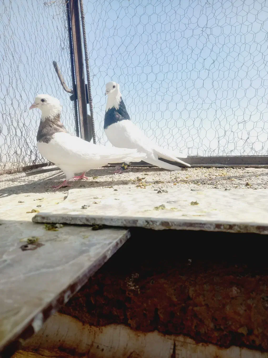 جفتگاه طوقی زات هفت رنگ.|پرنده|نصر آباد, |دیوار