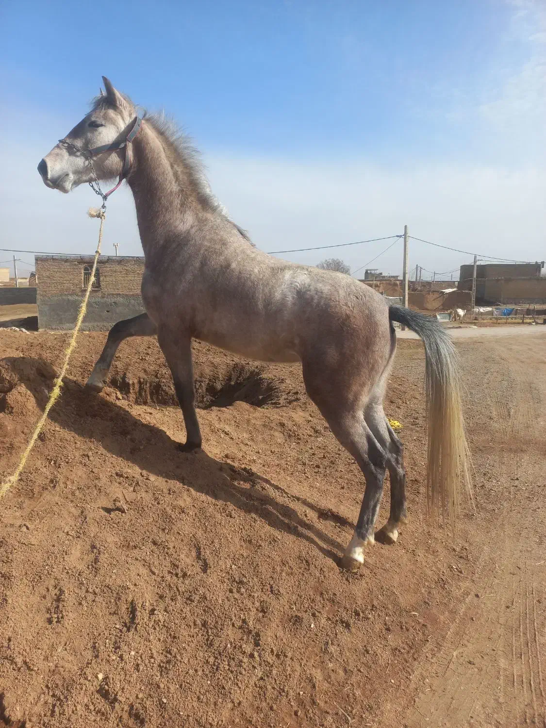 اسب سواری|اسب و تجهیزات اسب‌سواری|کرمانشاه, |دیوار