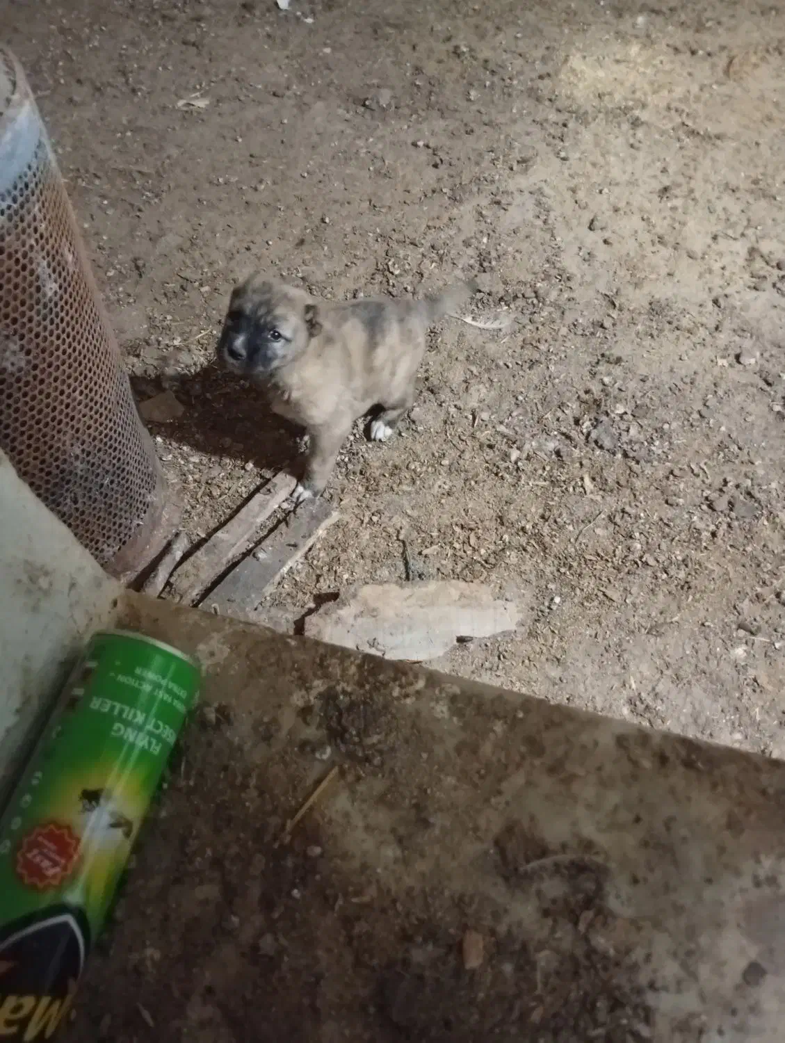 واگذاری توله سرابی|سگ|حویق, |دیوار