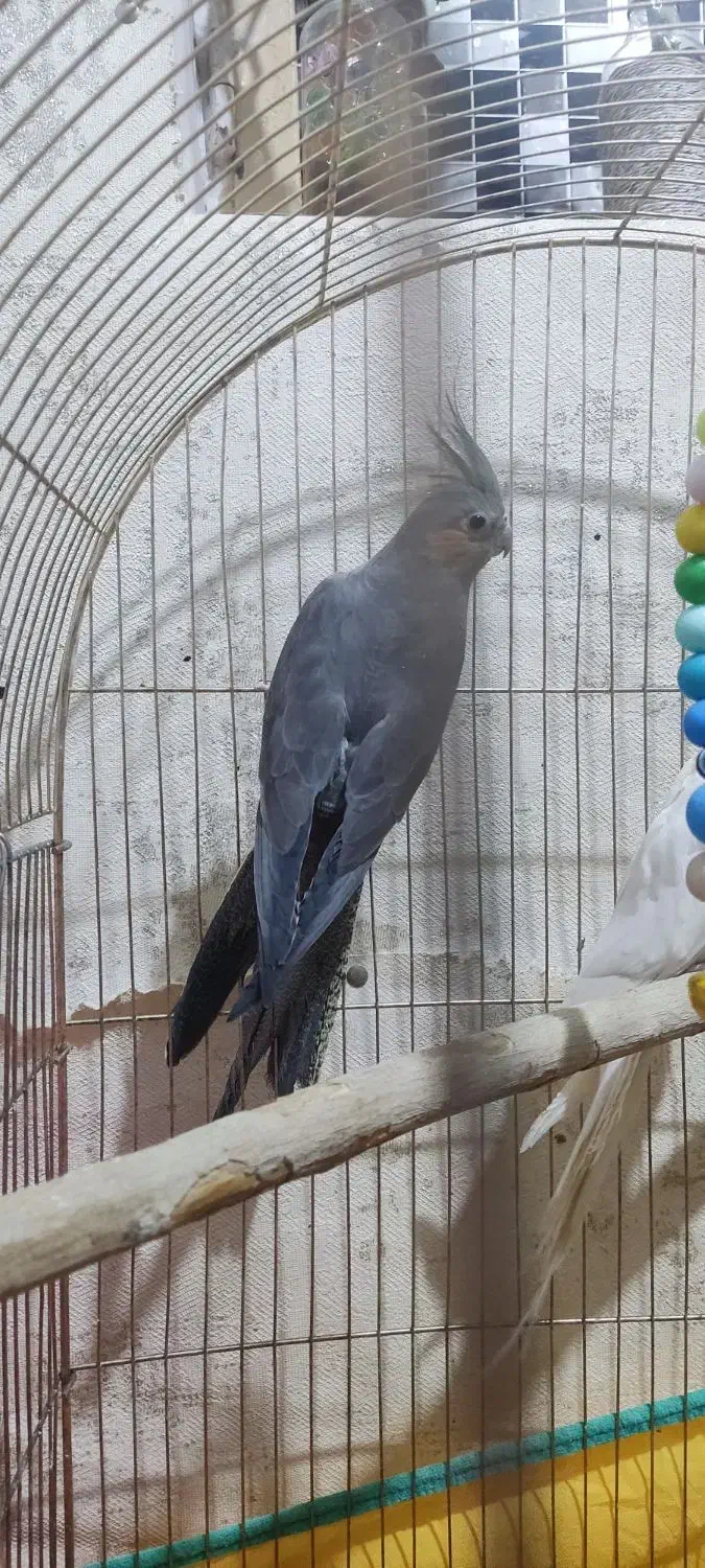 هلندی|پرنده|مسجد سلیمان, |دیوار