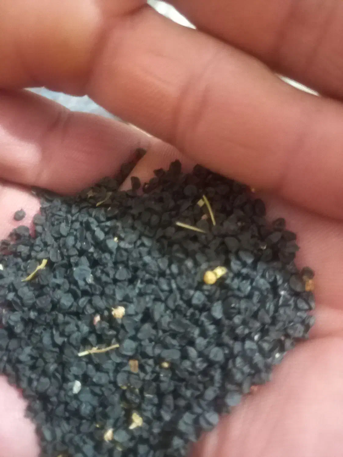 تخم پیازچه .تخم سیاه|گل و گیاه طبیعی|آزادشهر, |دیوار