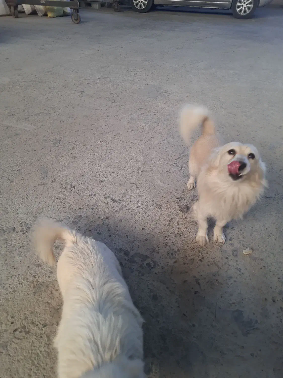 سگ پامر اشپیتز|سگ|نجفآباد, جلال آباد|دیوار