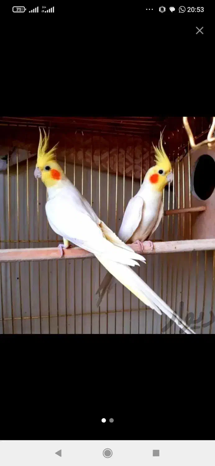 عروس پاریس ، عروس هلندی ، طوطی عروس|پرنده|ایذه, |دیوار