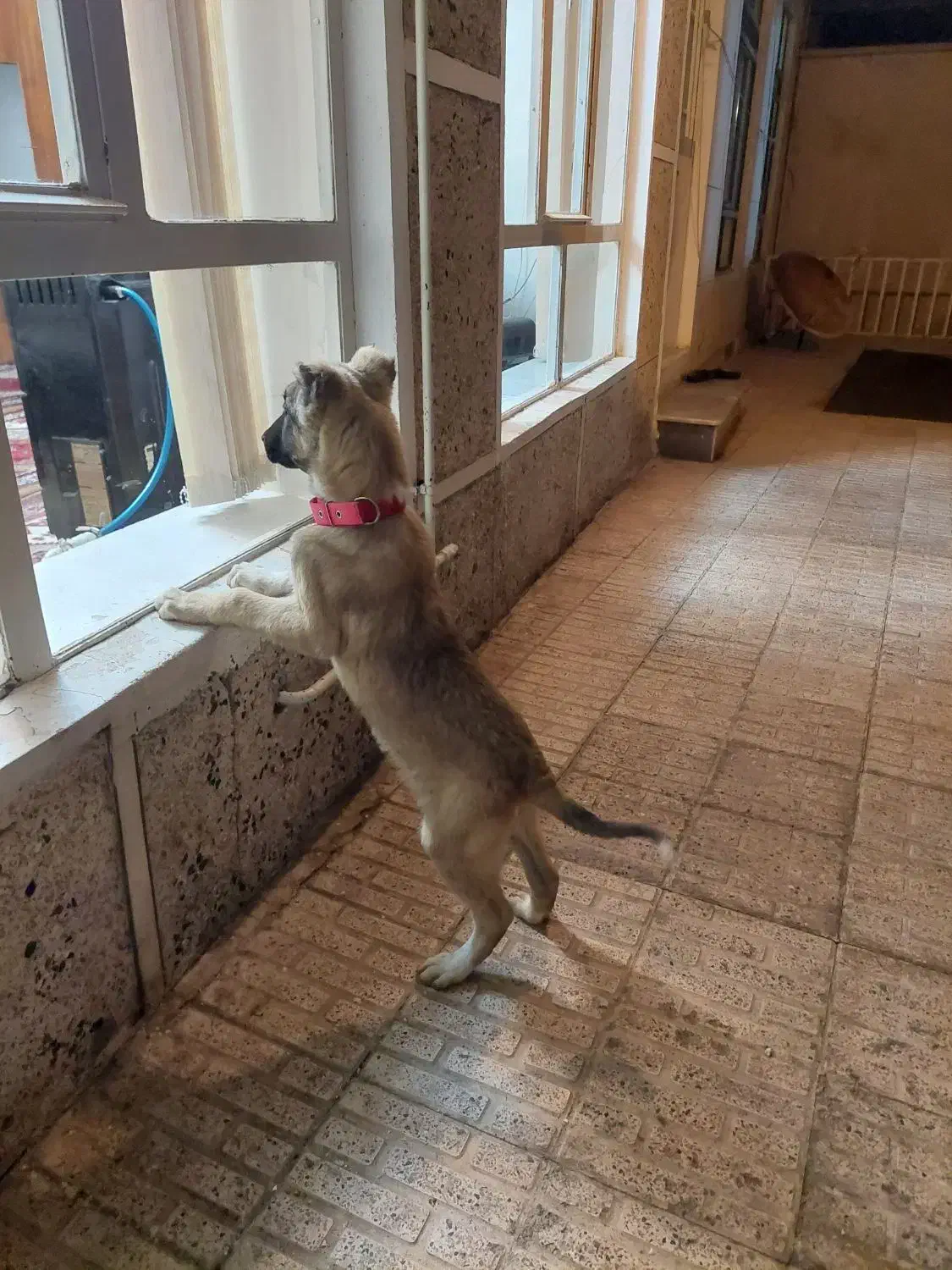 توله نر سرابی|سگ|سراب, |دیوار