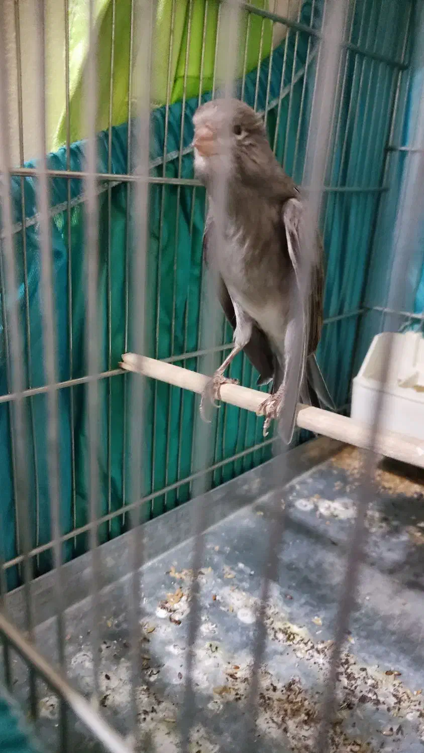 قناری دوساله دهن سر لر بخون دهن ایوب رحمتی|پرنده|بومهن, |دیوار