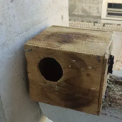 لونه طوطی برزیلی و مرغ عشق|لوازم جانبی حیوانات|صدرا-فارس, فاز ۱|دیوار