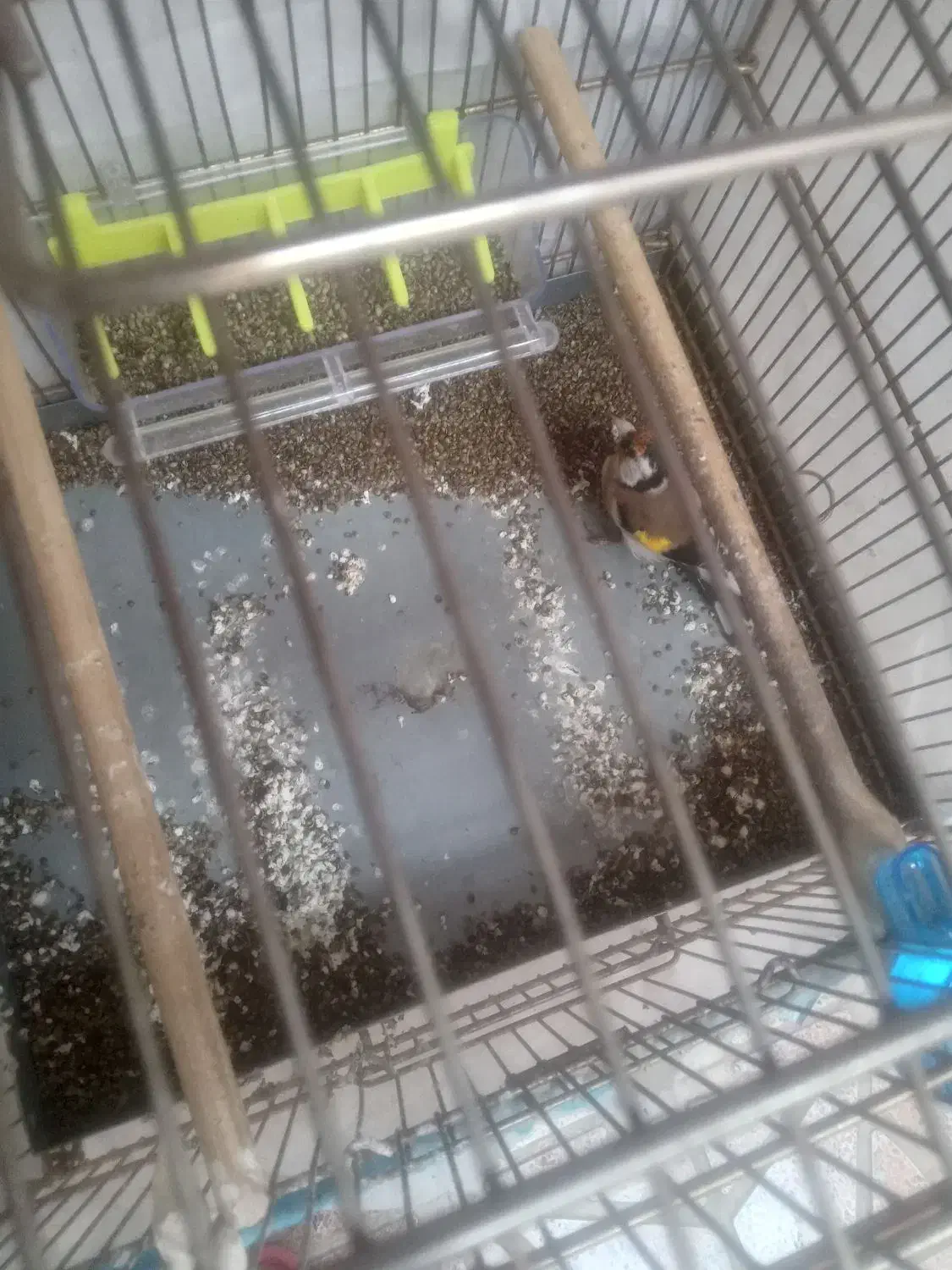 سهره نر|پرنده|خوی, |دیوار