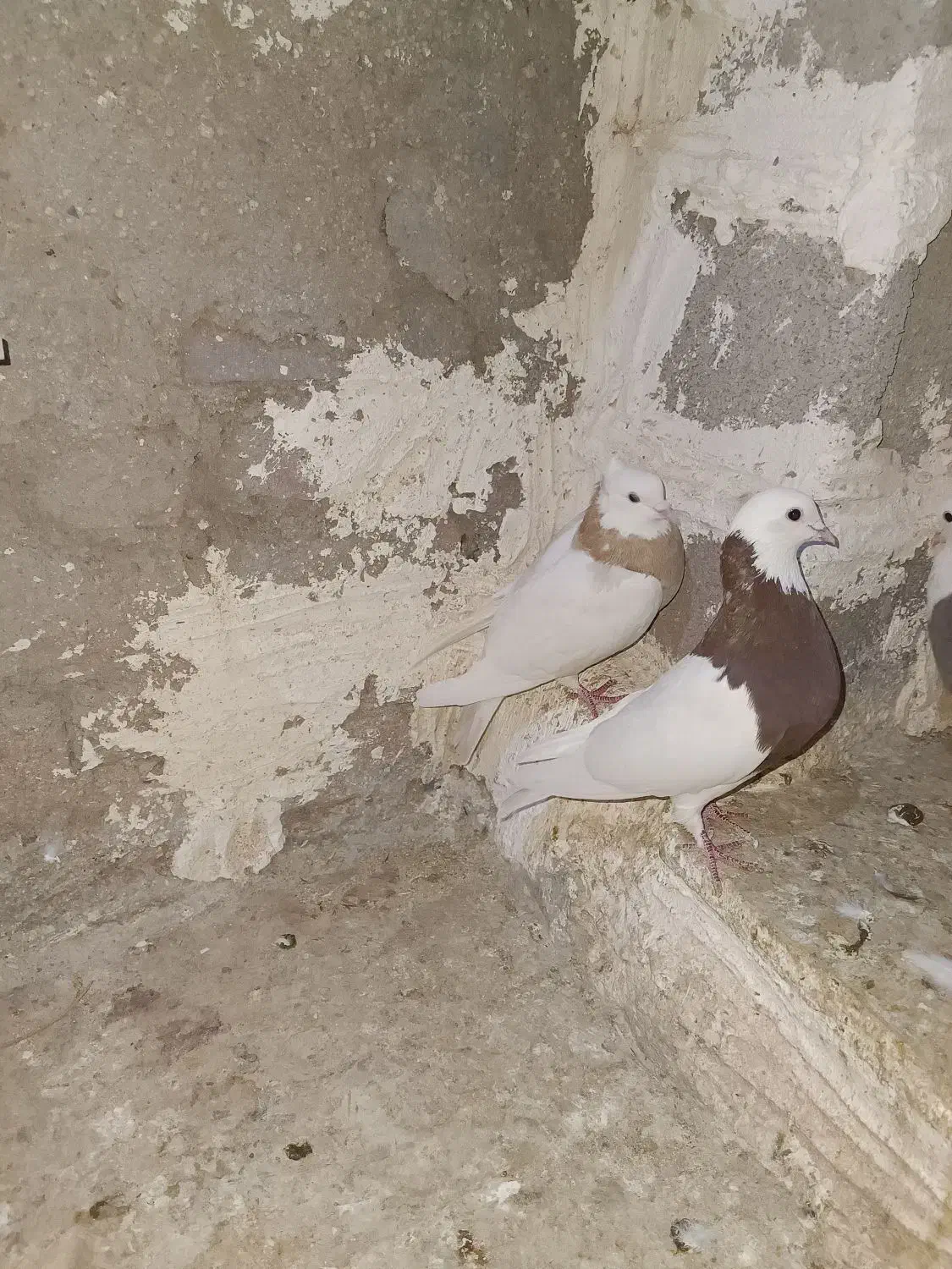 طوقی|پرنده|خرم‌آباد, |دیوار