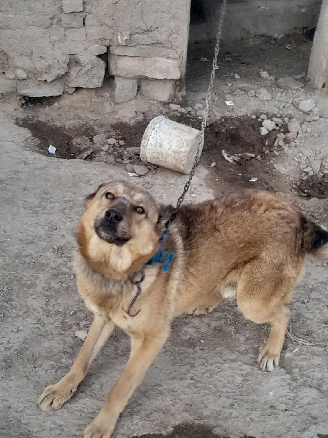 سگ نگهبان|سگ|فیروزه, |دیوار