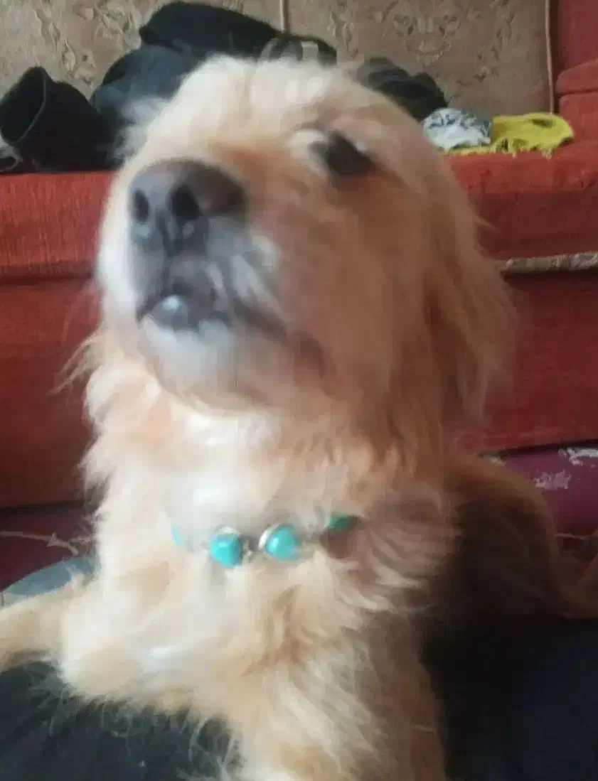 فروش یک عدد شیتزو ماده تربیت شده|سگ|دزفول, |دیوار