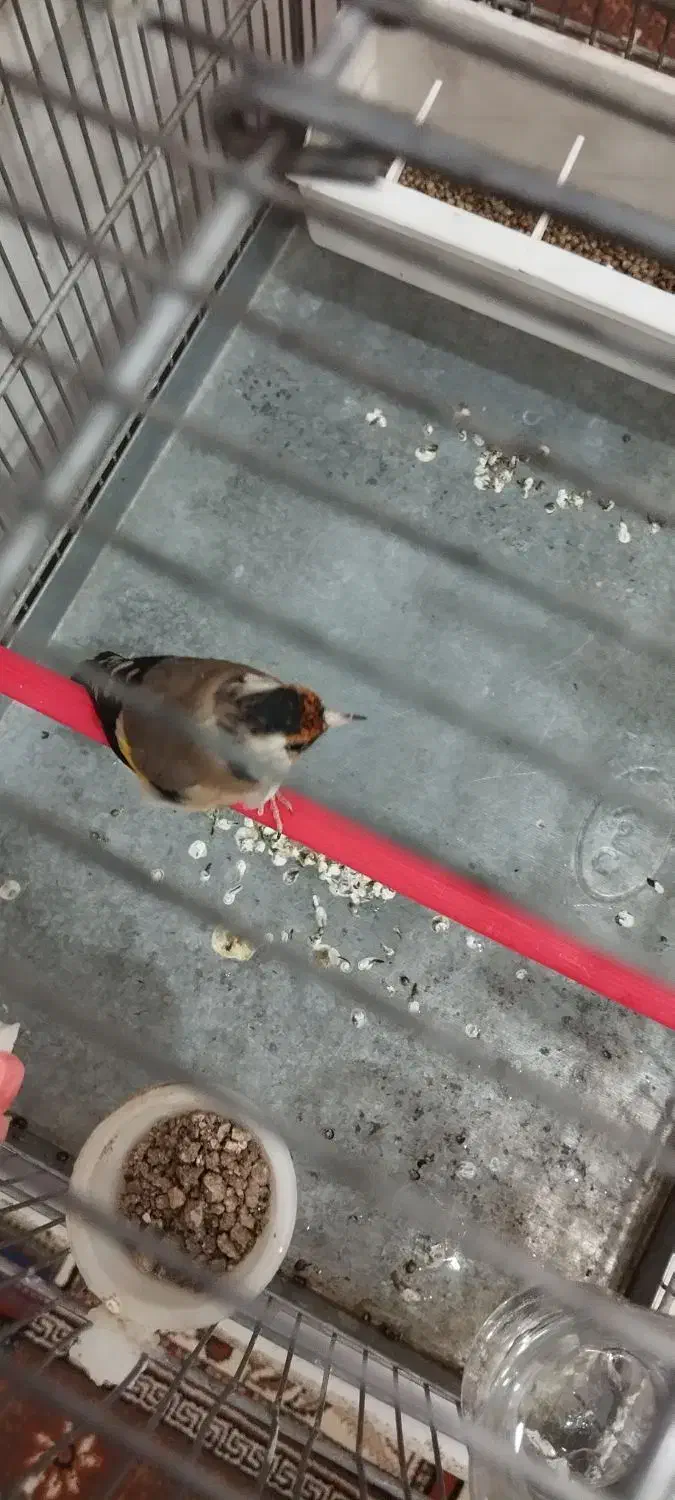 سهره معاوضه با سهره قناری بخون|پرنده|بروجرد, |دیوار