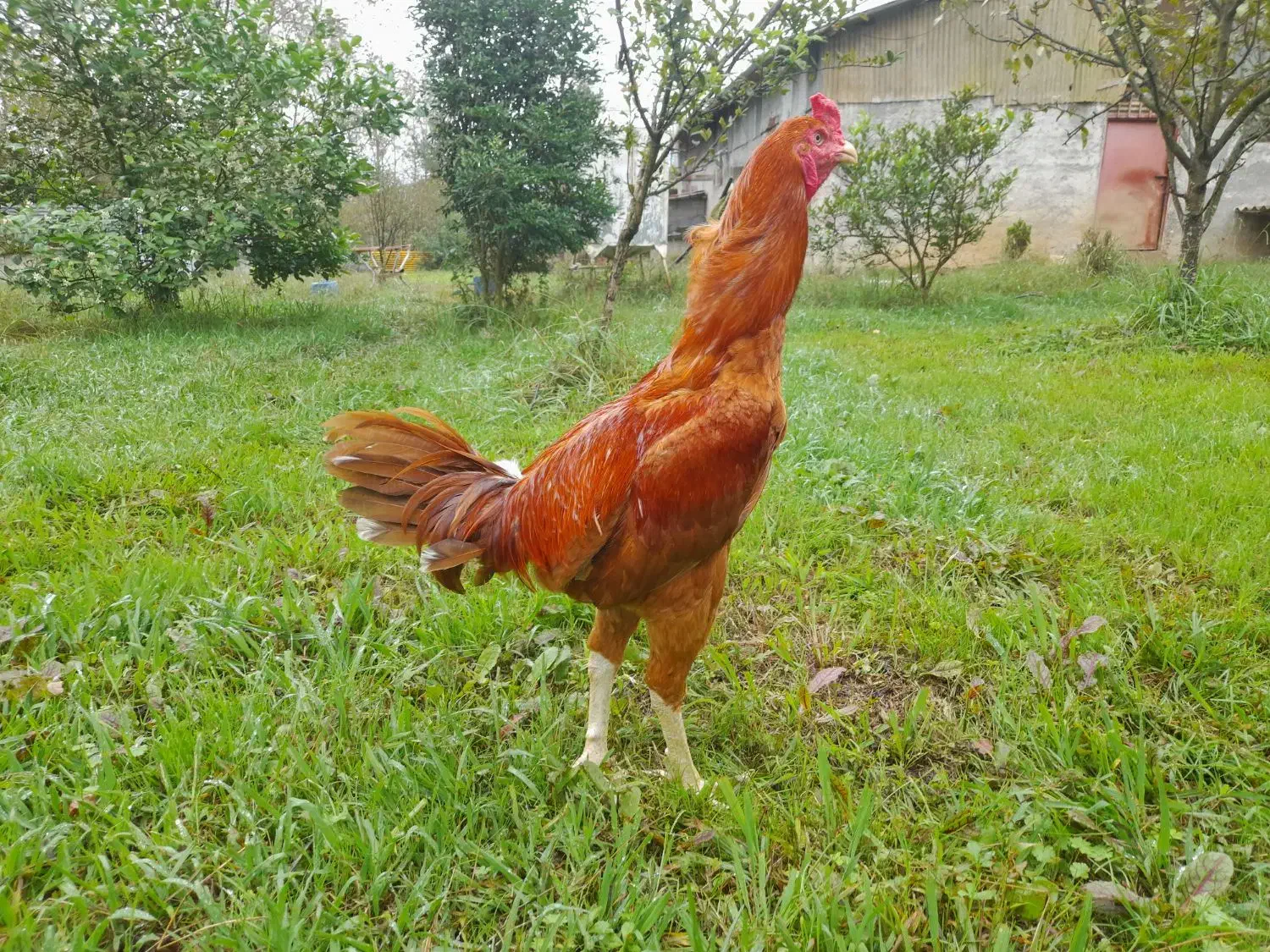 خروس لاری نزدیک سال|حیوانات مزرعه|لنگرود, |دیوار