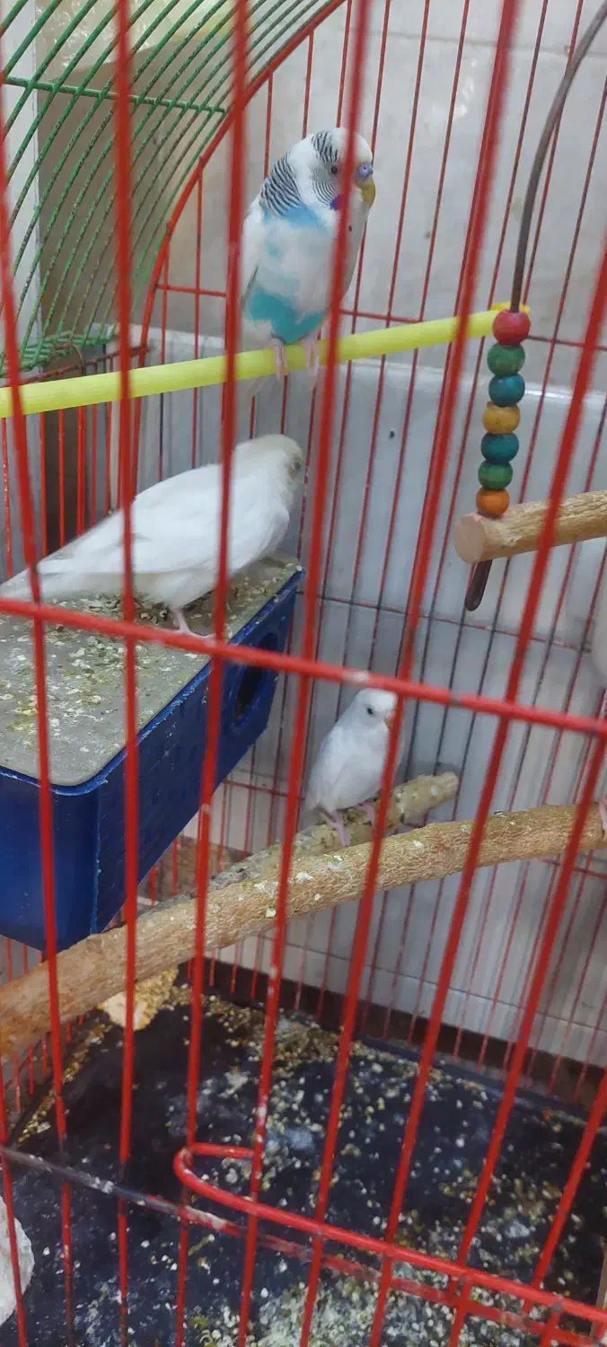 مرغ عشق|پرنده|مسجد سلیمان, |دیوار