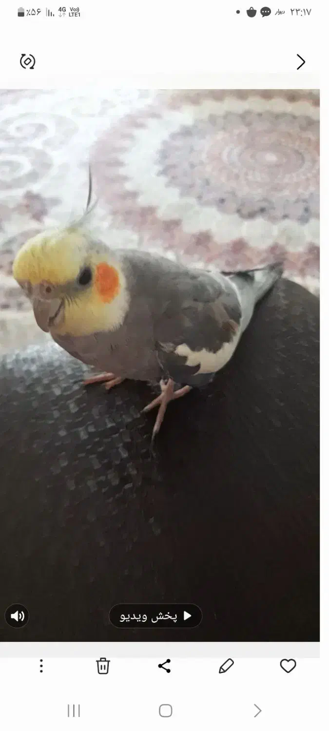 عروس گمشده|حیوانات|رشت, آتشگاه|دیوار