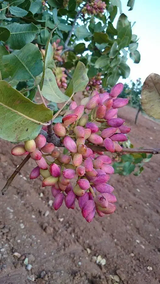 نهالستان صنوبر و نهال گردو و بادام و میوه درجه یک|خدمات باغبانی و درختکاری|اراک, |دیوار