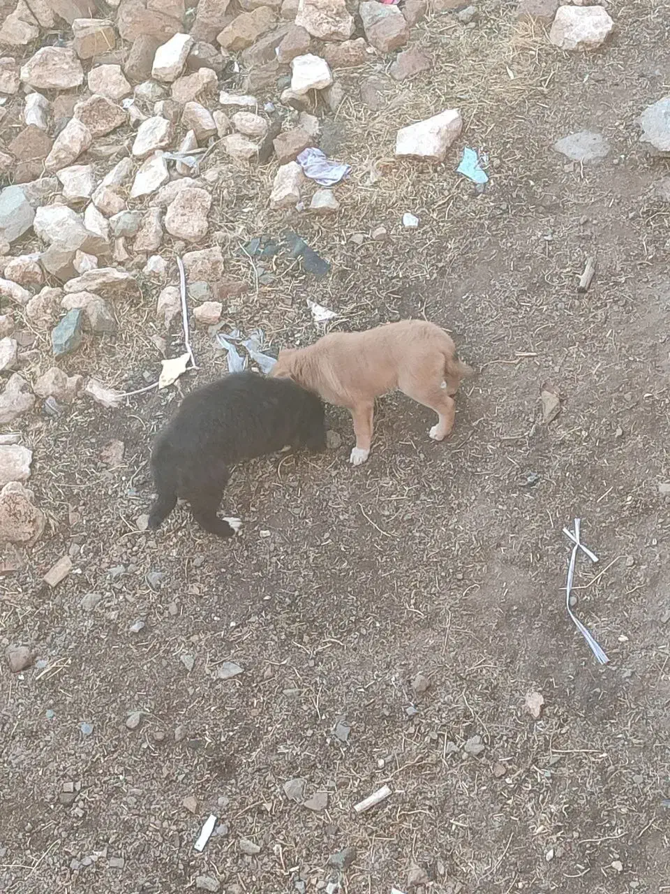 جاروبرقی (جاروبرقی نیست سگه )|سگ|بلبان آباد, |دیوار