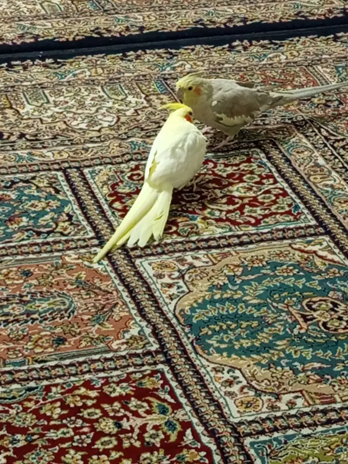 عروس هلندی ماده معاوضه با نر|پرنده|فولادشهر, B5|دیوار