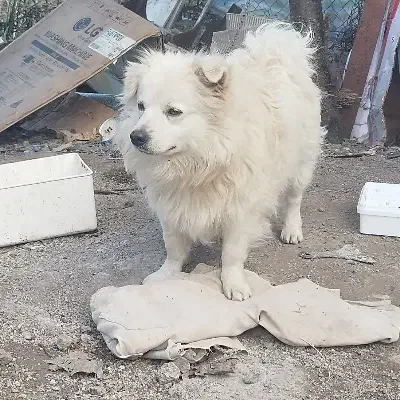 سگ سفید|سگ|ماسال, |دیوار