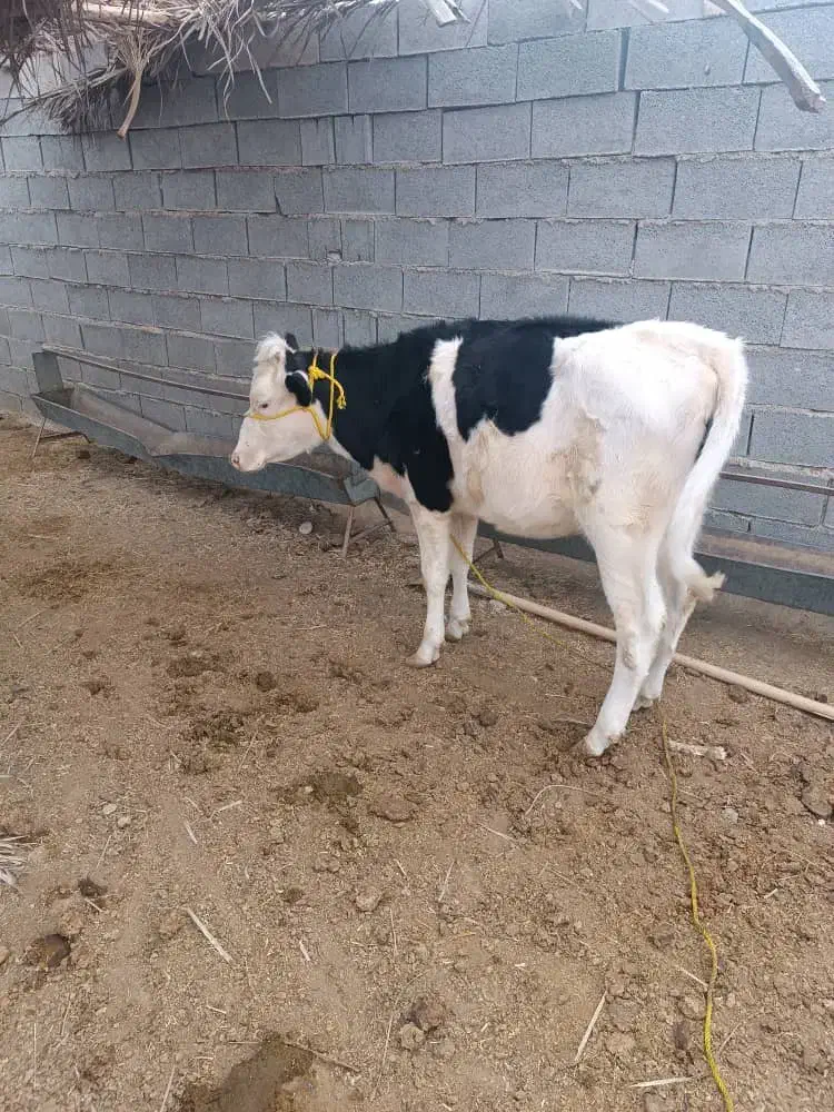 گوساله سمینتال|حیوانات مزرعه|بهبهان, |دیوار