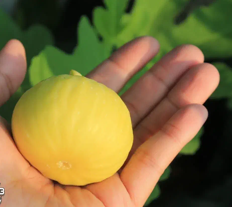 پیشفروش نهال انجیر عسلی با شرایط چک|خدمات باغبانی و درختکاری|بوکان, |دیوار