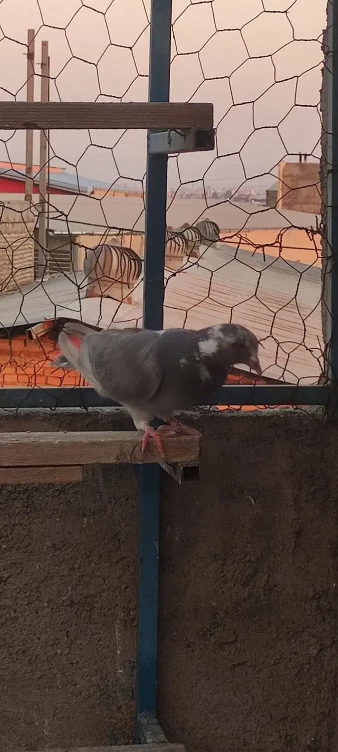 کفتر پلاکی شهرستانی  دورگ مسافتی|پرنده|پاکدشت, پاکدشت (مامازند)|دیوار