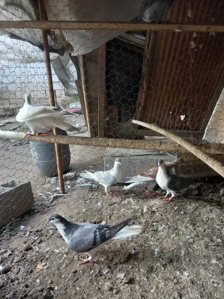 کبوتر نامه بر (مسافتی) شهرستان|پرنده|آمل, |دیوار