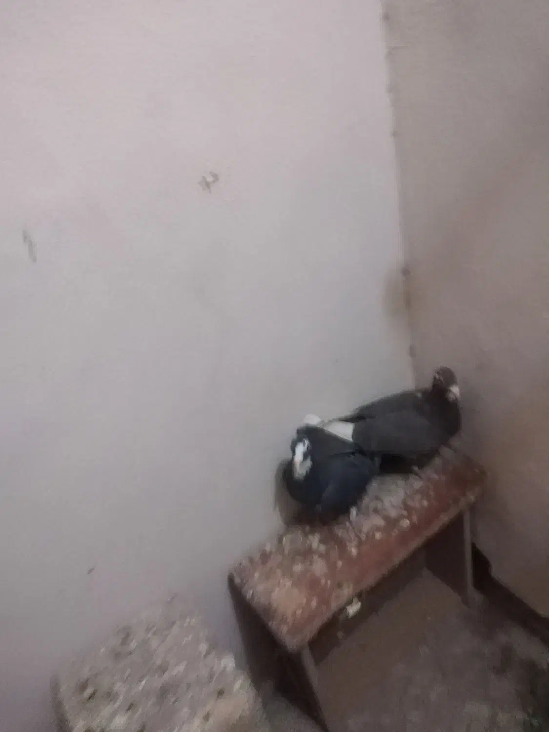 پلنگ|پرنده|کرمان, |دیوار