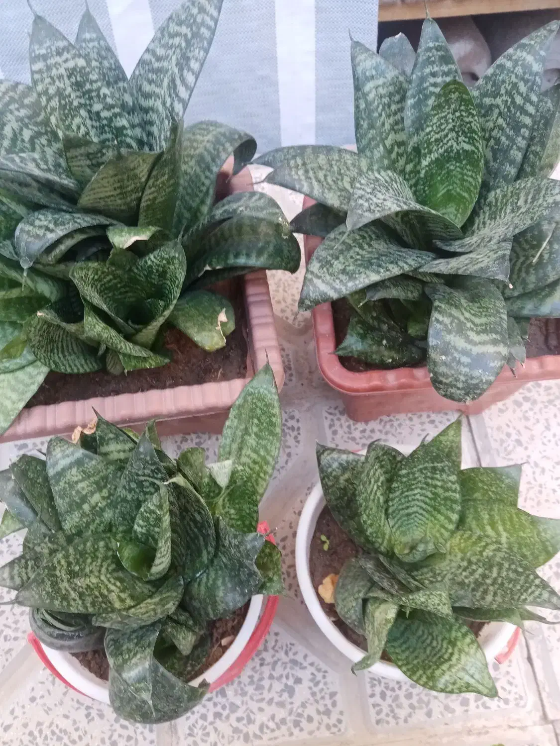 انواع گل های طبیعی|گل و گیاه طبیعی|بناب, |دیوار