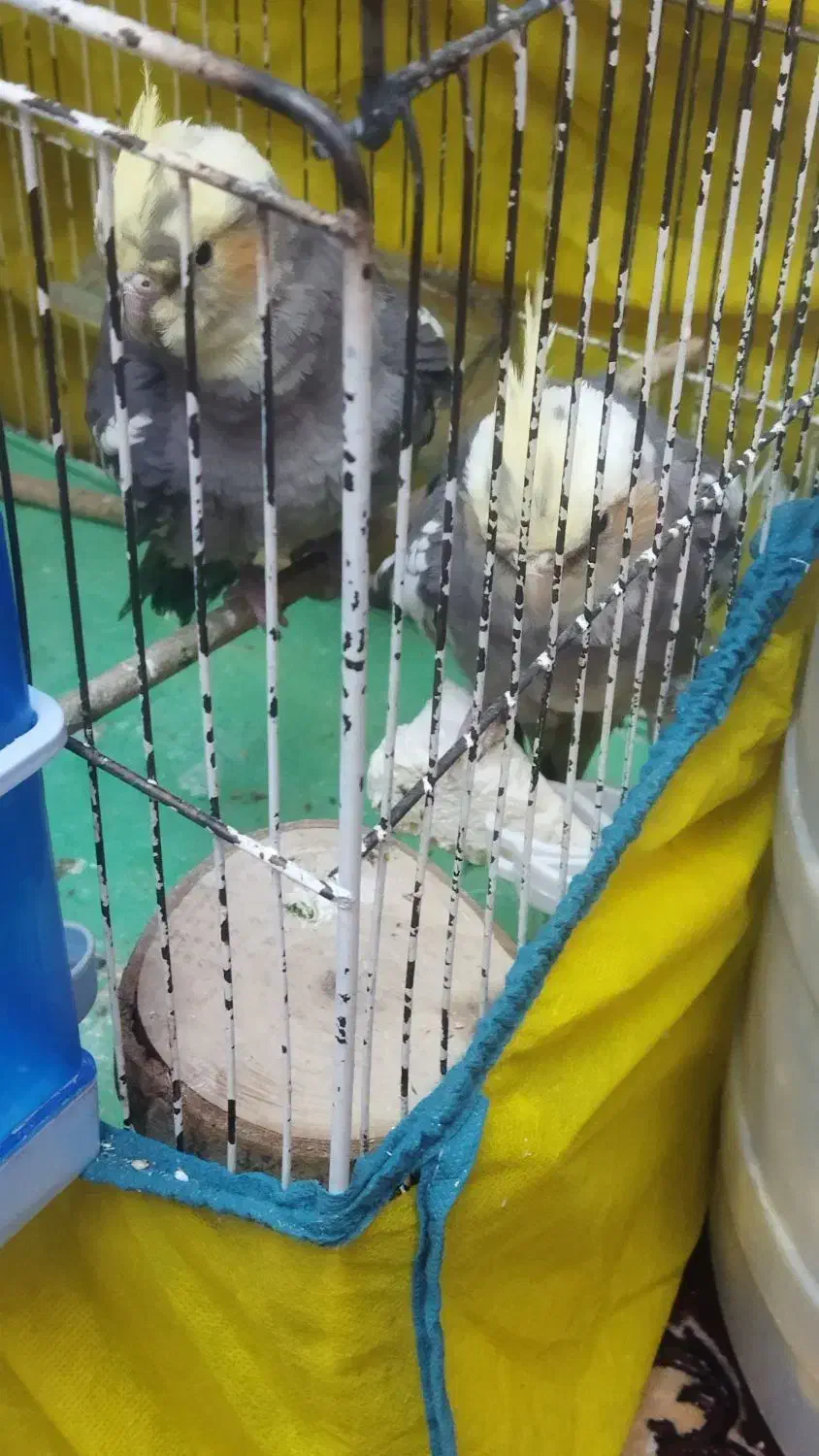 عروس هلندی|پرنده|قره ضیاالدین, |دیوار