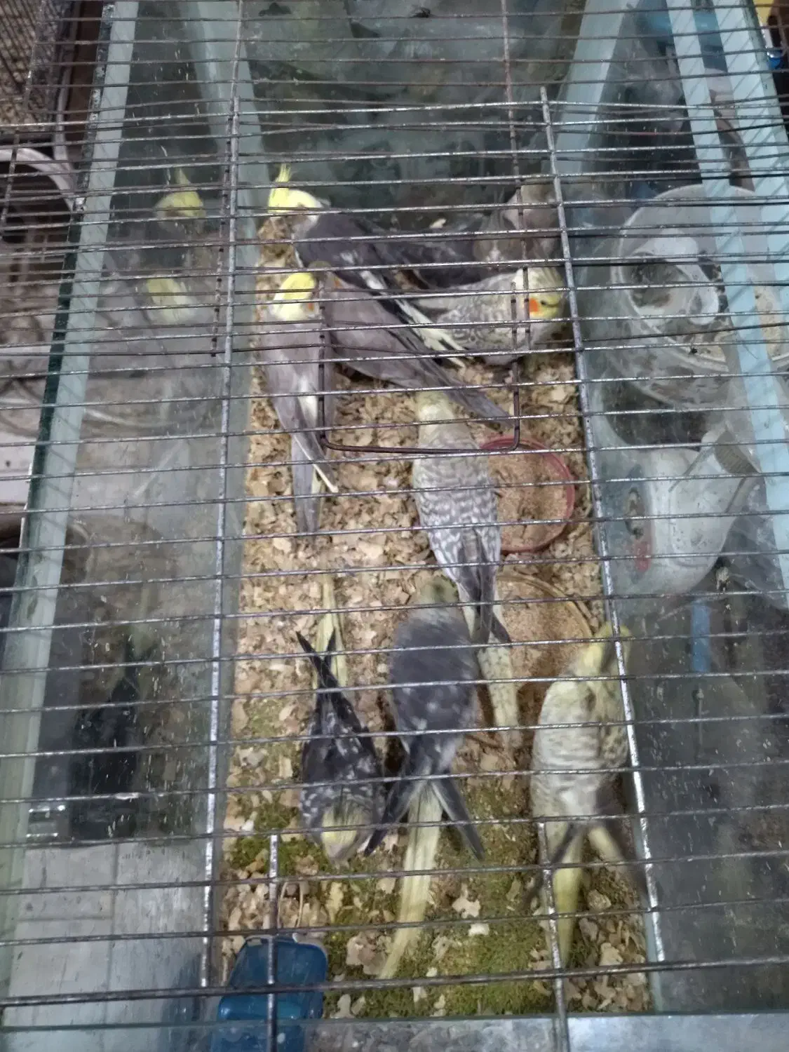 طوطی عروس هلندی|پرنده|آمل, |دیوار