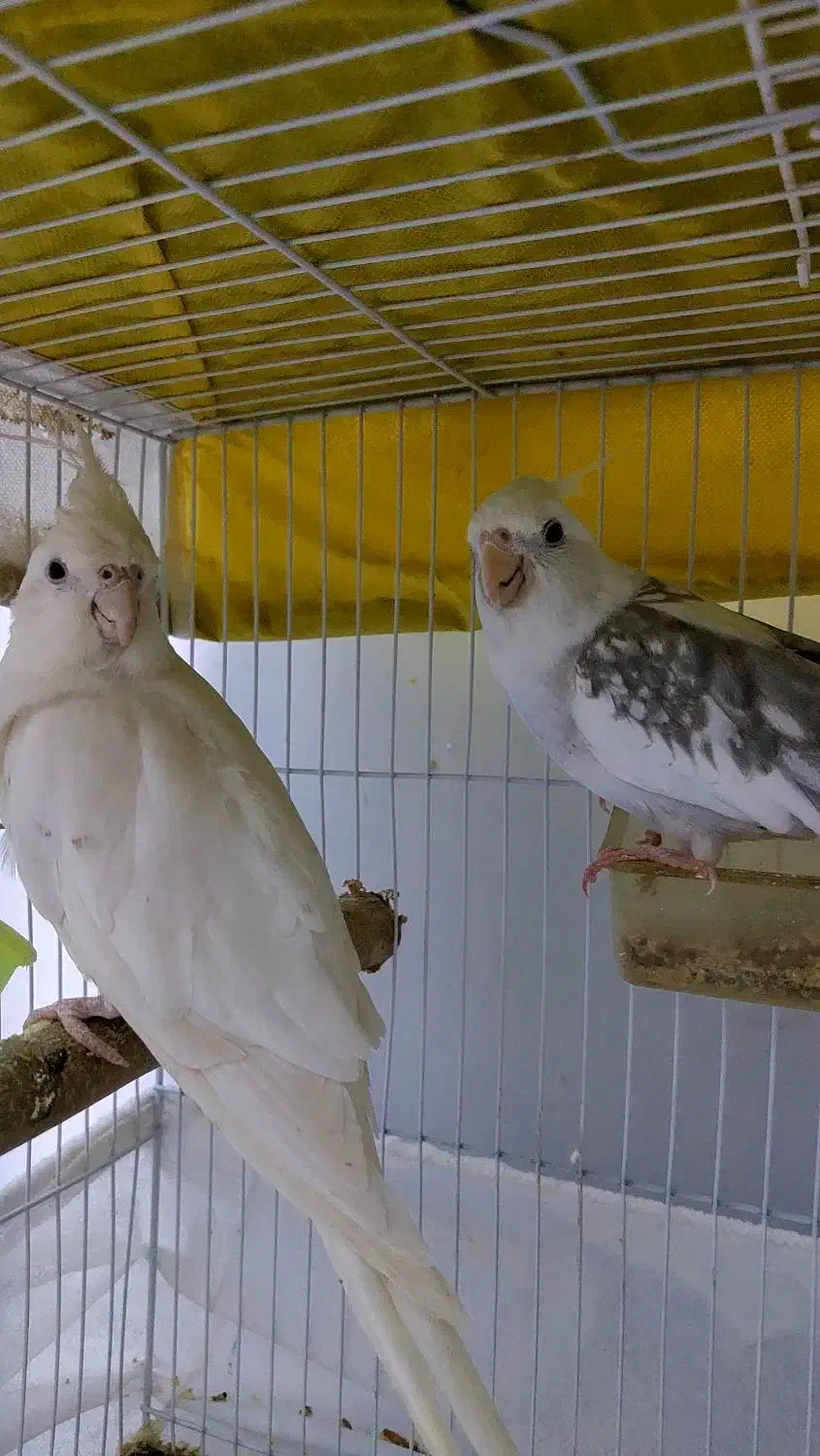 عروس هلندی مولد جفت|پرنده|شیراز, ریاستی|دیوار