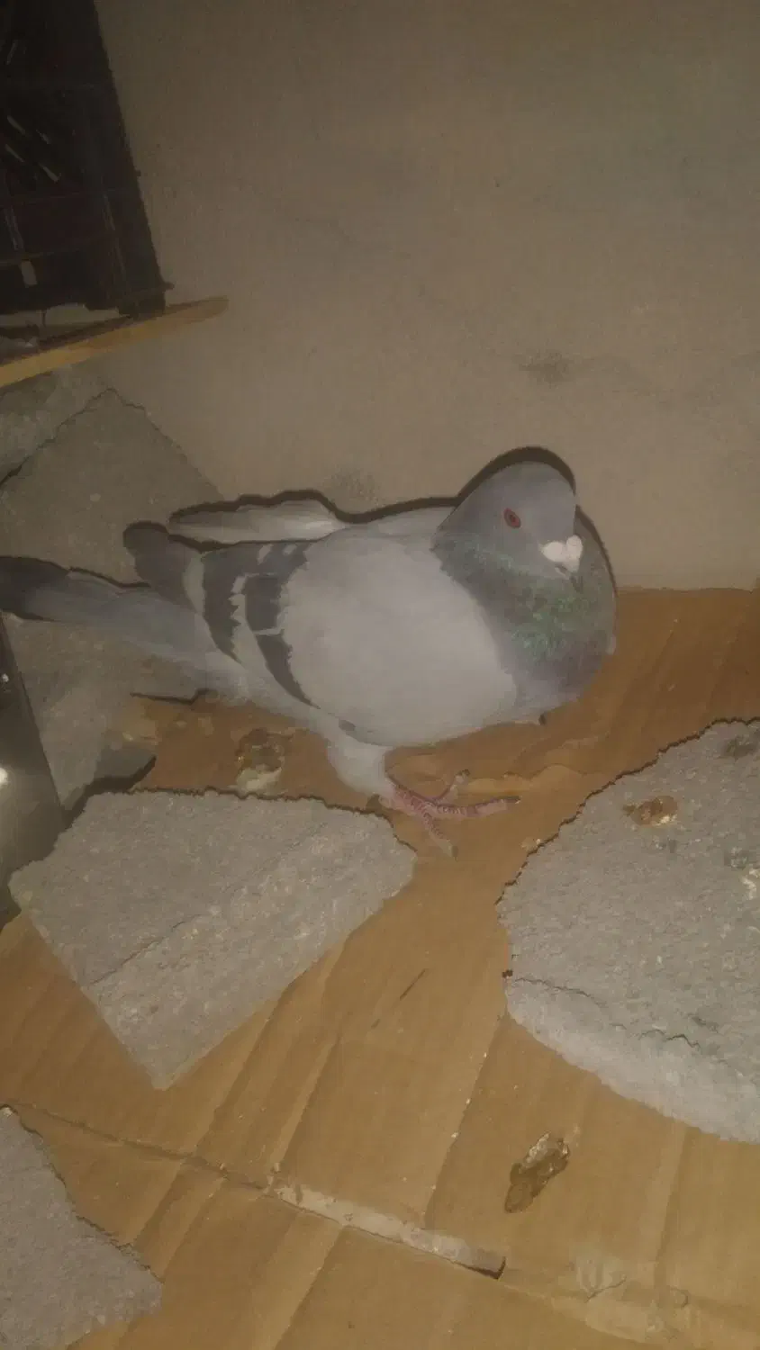 خریدوفروش انواع پرنده|پرنده|پاتاوه, |دیوار