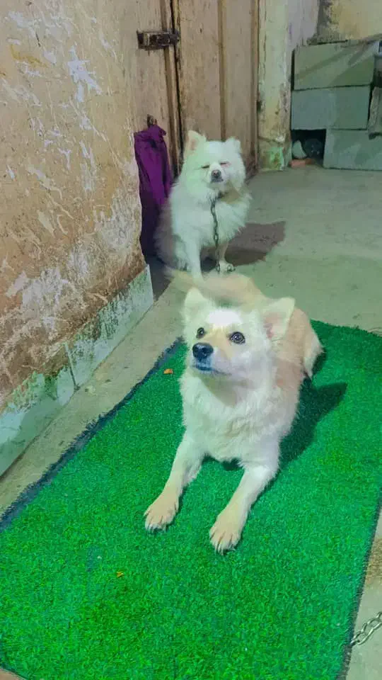 سگ پامر|سگ|برازجان, |دیوار