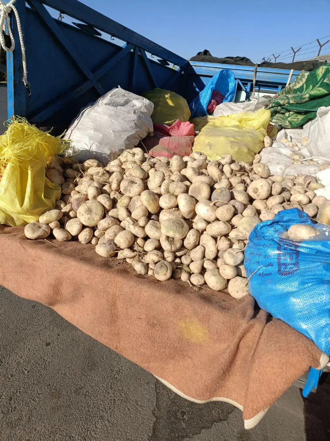 شلغم|عمدهفروشی|زاهدان, |دیوار