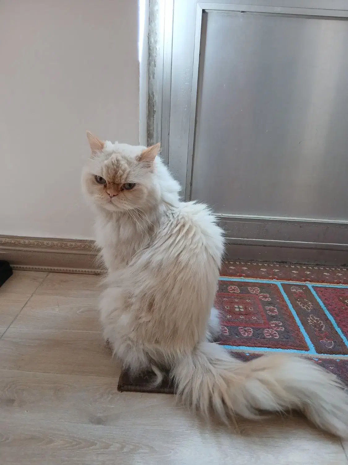 گربه ی پرشین|گربه|لنجان, |دیوار