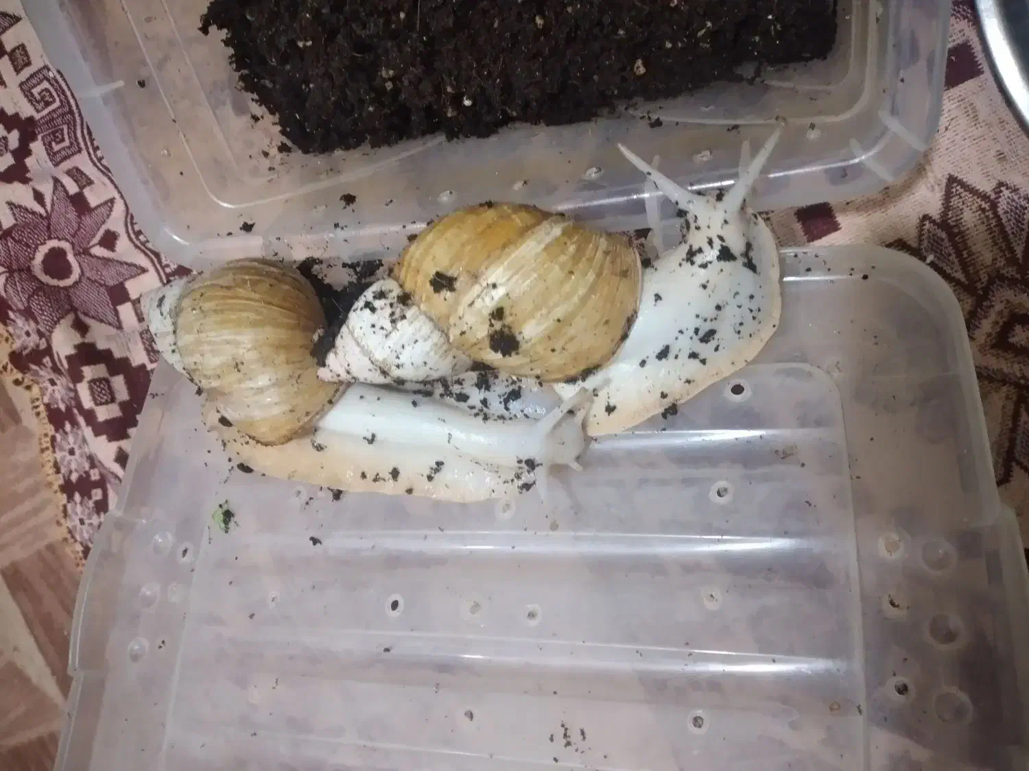 جفت حلزون|خزنده|تهران, سلیمانی|دیوار