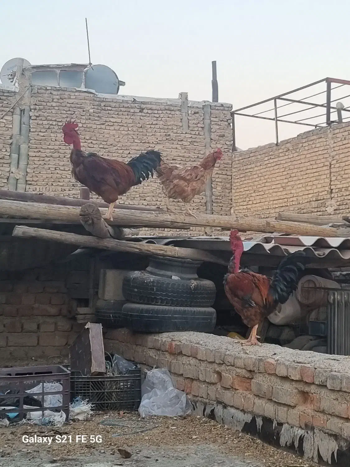 مرغ و خروس|حیوانات مزرعه|شهریار, شهرک امیریه|دیوار