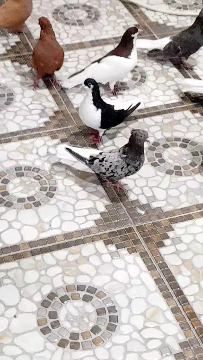 کبوتر.دم سفید.چپ|پرنده|اهواز, اهواز|دیوار