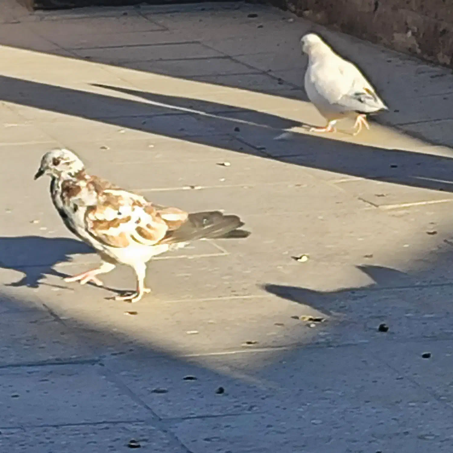 فروش سه عدد کبوتر|پرنده|اصفهان, طامه|دیوار