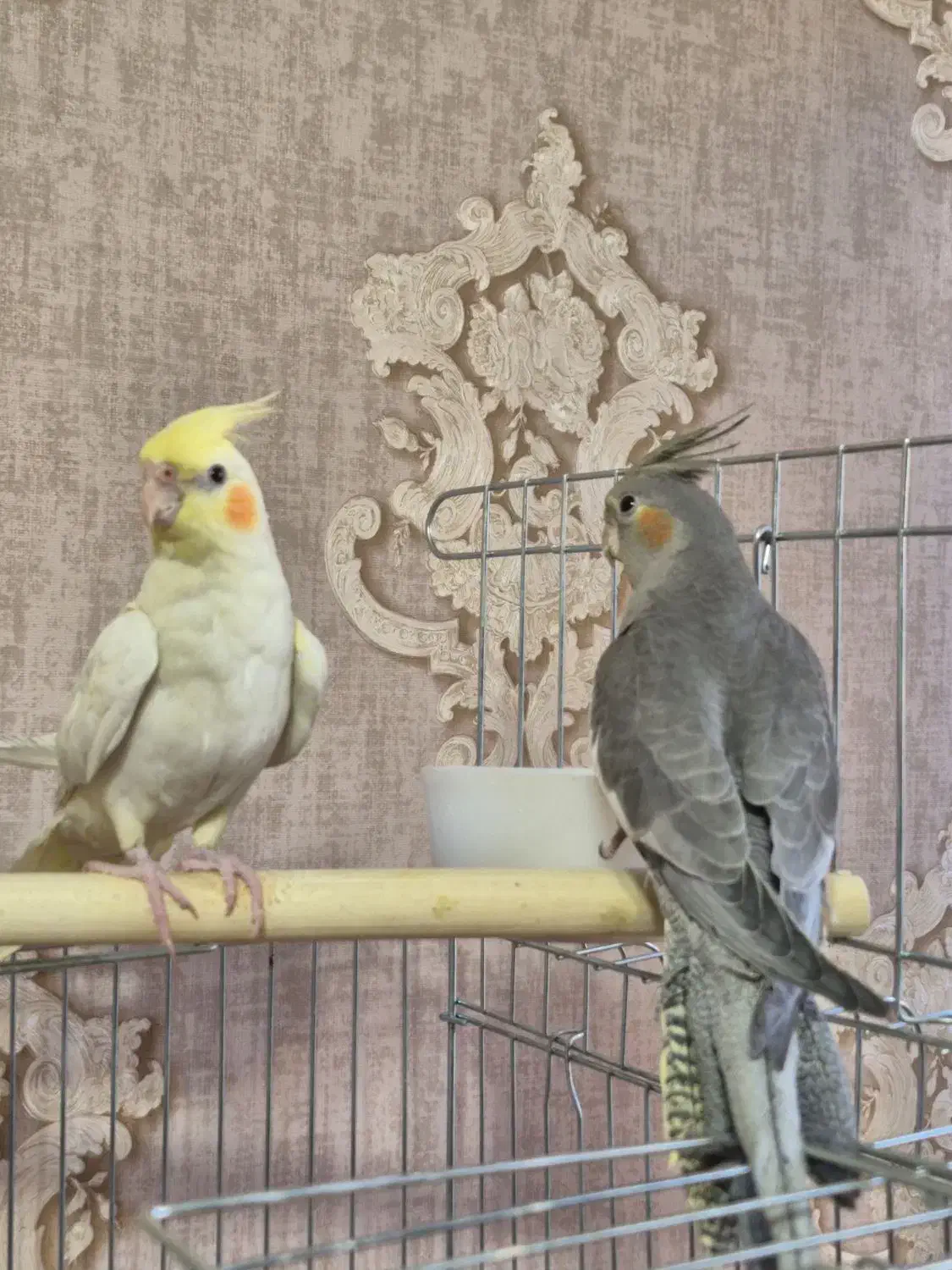 عروس هلندی|پرنده|فردیس, نگارستان|دیوار