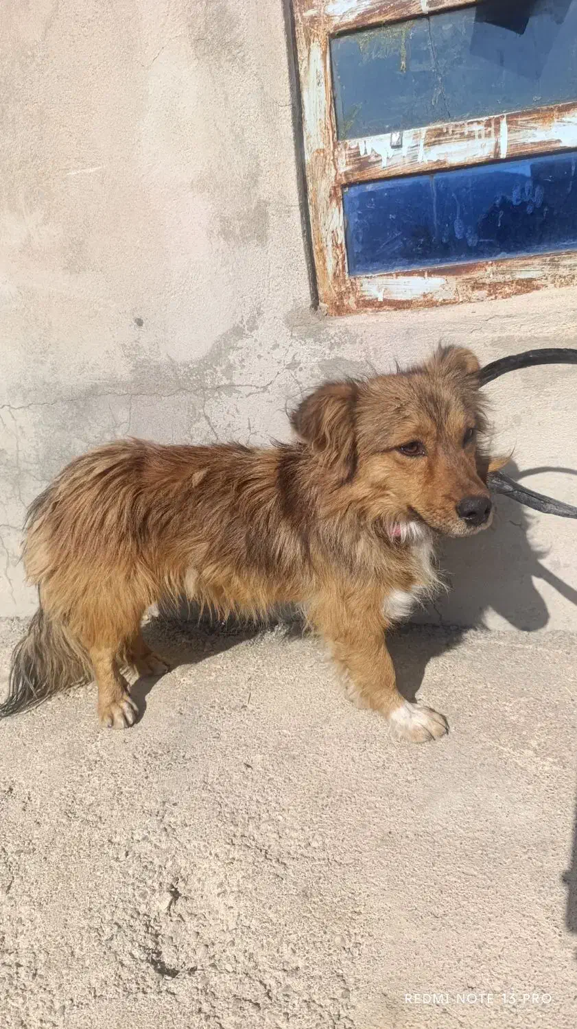 سگ خونگی|سگ|یاسوج, |دیوار