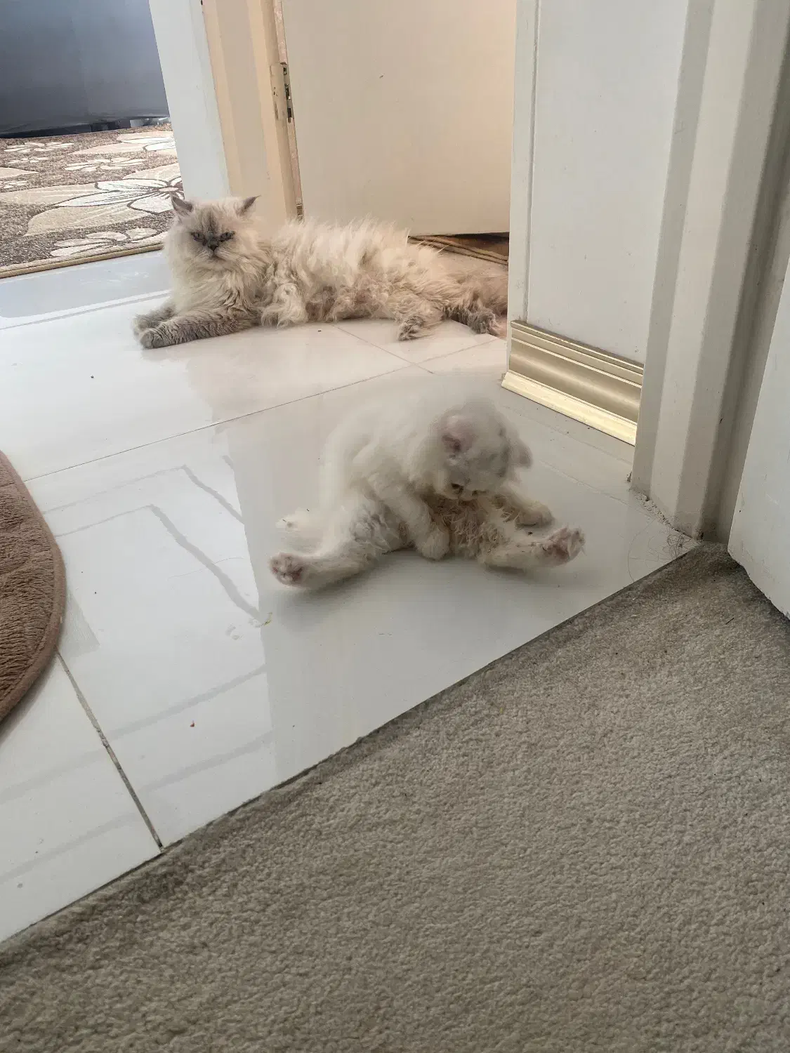 بچه گربه های زیبا|گربه|بوشهر, |دیوار