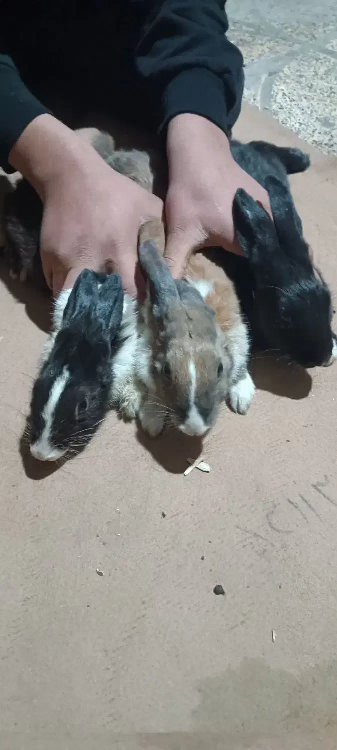 ۲ عدد خرگوش صحرایی|موش و خرگوش|چهاردانگه (تهران), |دیوار