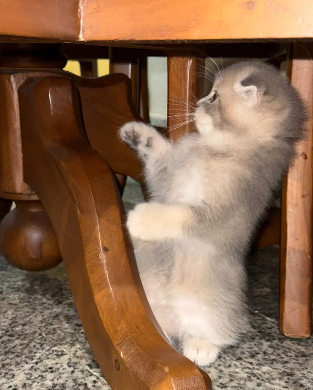 گربه|گربه|رشت, گلسار|دیوار